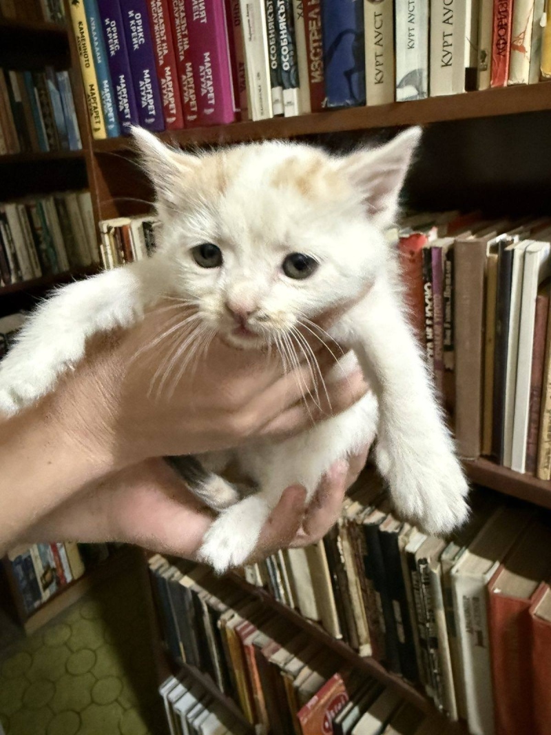 5 котенца от библиотеката в Кюстендил си търсят нов дом