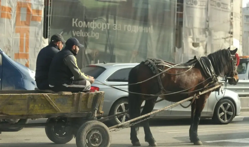 Кон  заби копита в главата на млад каруцар от Кюстендил, счупи му носа