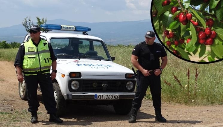 Полиция, барети и граничари бранят черешите в Кюстендилско