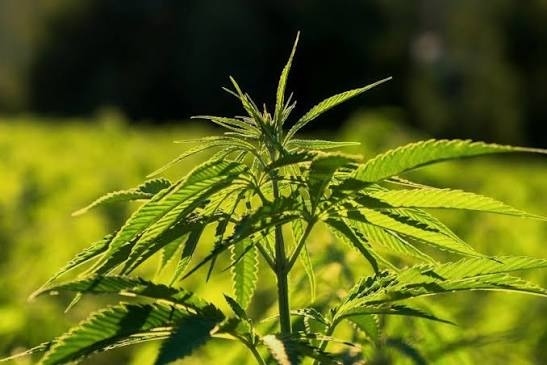 Криминалисти изскубаха 4 корена коноп от имот в село Мазарачево
