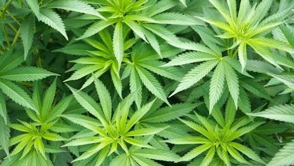 Полицията ожъна нива с 25 стръка с канабис край село Скрът