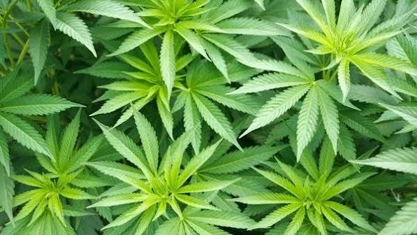 Полицията ожъна нива с 25 стръка с канабис край село Скрът