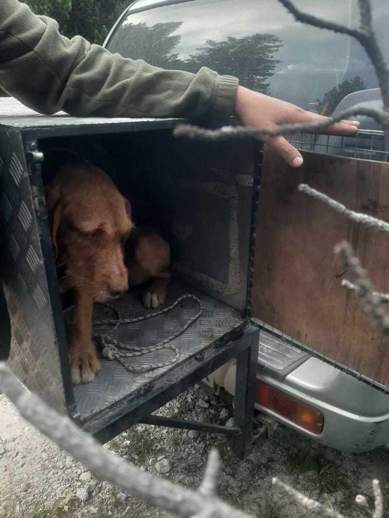 Глобиха нарушител с ловно куче за безпокоене на диви животни при акция край Якоруда