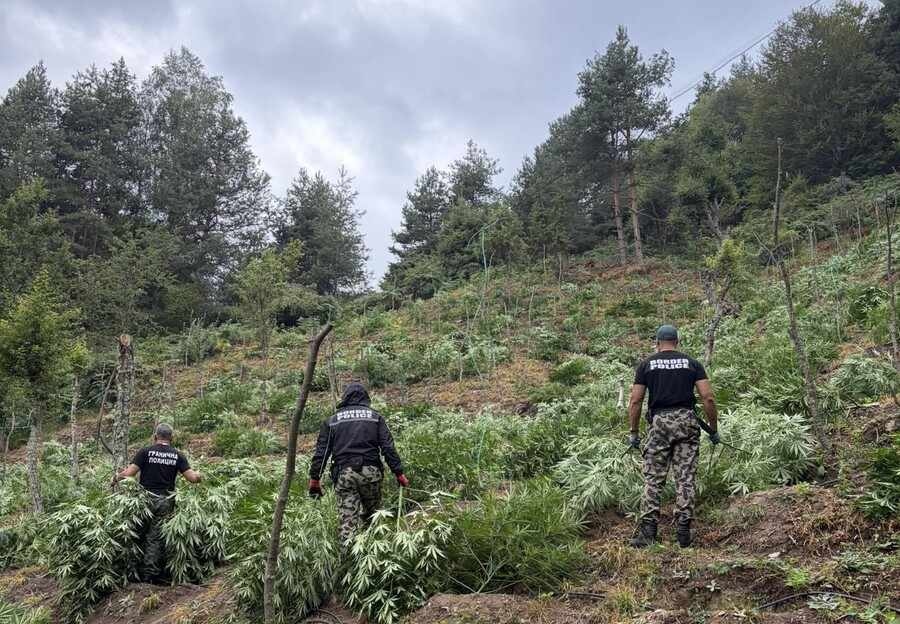 УДАР: Граничари унищожиха над 3 тона канабис в Пирин и Огражден
