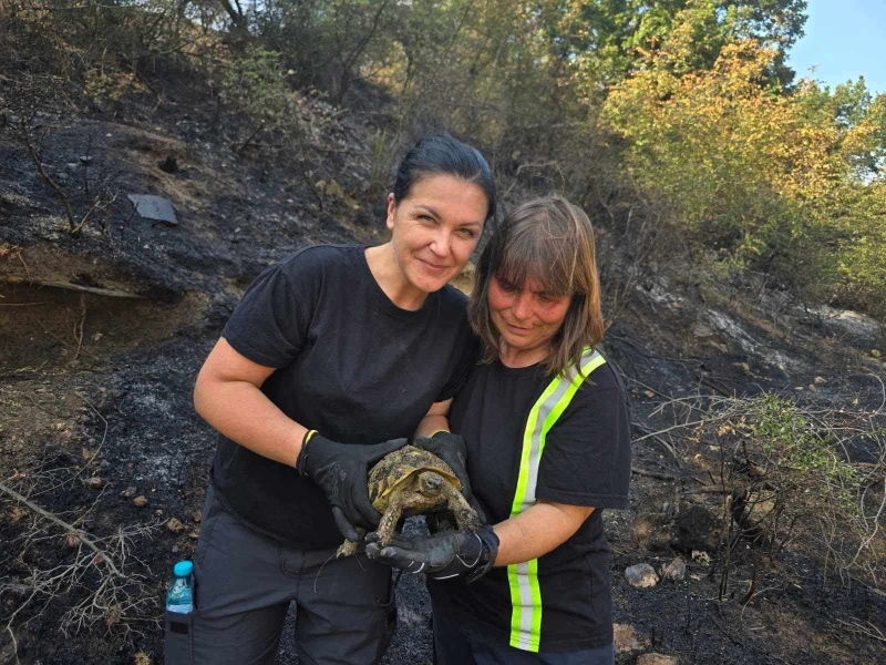 „Всеки живот е важен!“: доброволци спасиха костенурка при пожар край Изгрев