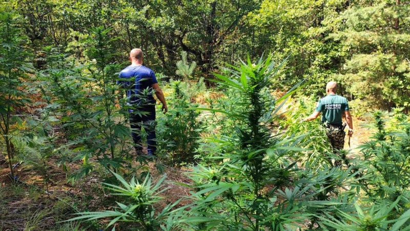 Близо 270 килограма канабис унищожиха край Сандански и Гоце Делчев