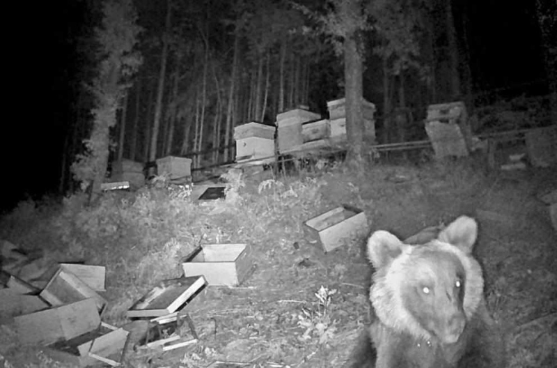 Мечка си устрои медена гощавка: Изяде 150 кг мед и унищожи 30 кошера край Асеновград