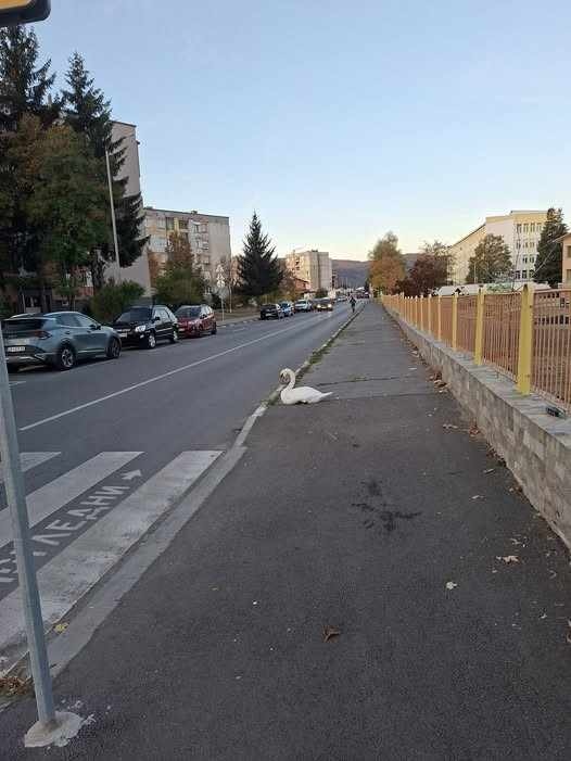 Пернат красавец привлече погледите в Самоков! Аварийното звено се погрижи за лебед