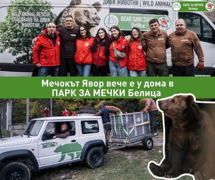 250-килограмовият Явор се адаптира в Белица, може да пропусне зимния сън