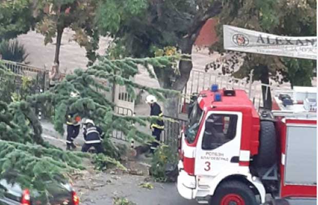 Бурята повали дърво в Благоевград